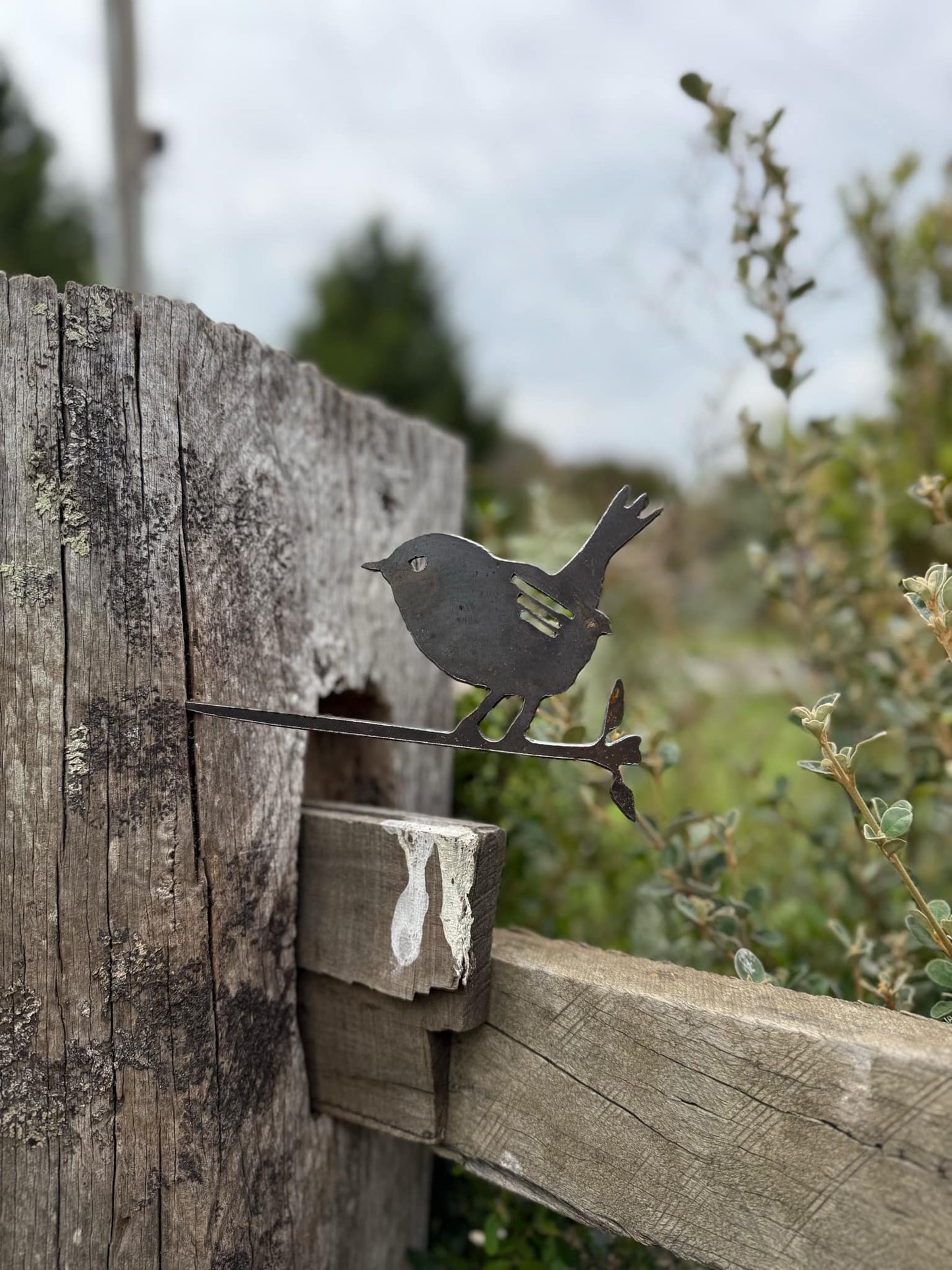 Tap-in Wren